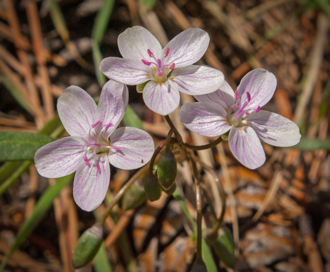 Spring Beauty 2.jpg